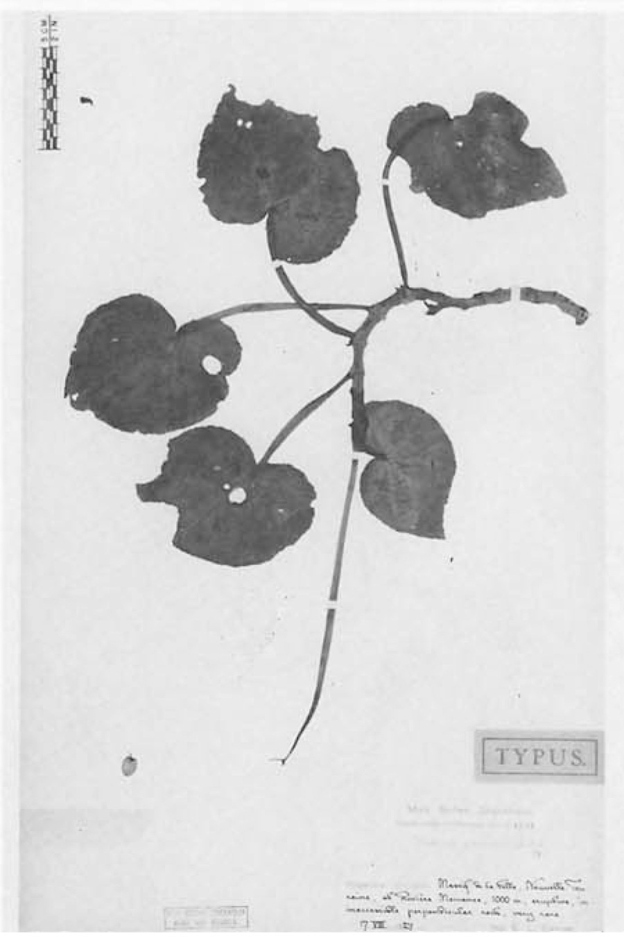B. glaberrima